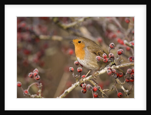 European robin perched among frost covered berries by Anonymous