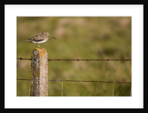 Common snipe perched in fence post by Anonymous