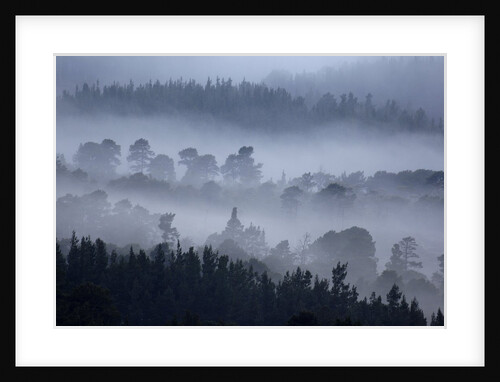 Rothiemurchus Forest in Cairngorms National Park by Anonymous