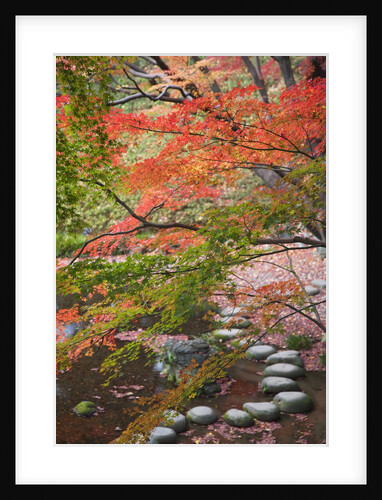 Steppingstones beneath Japanese maple by Anonymous