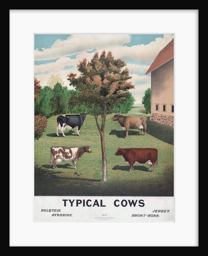 Typical Cows by Anonymous