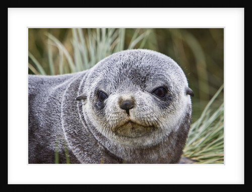 Antarctic Fur Seal (Arctocephalus gazella) pup on Prion Island in the Bay of Isles on the island of South Georgia by Anonymous