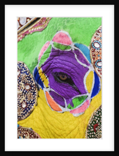 Close-up of a painted elephant, Elephant Festival, Jaipur, Rajasthan, India by Anonymous