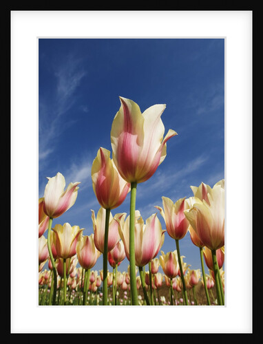 Pink tulips in a garden, Indira Gandhi Tulip Garden, Srinagar, Jammu And Kashmir, India by Anonymous