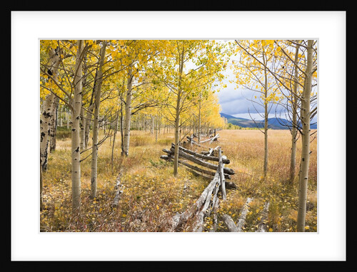 Wooden fence and Aspen forest in autumn by Anonymous