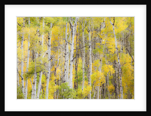 Stand of Aspens in autumn by Anonymous