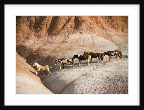 Herd of horses in foothills by Anonymous