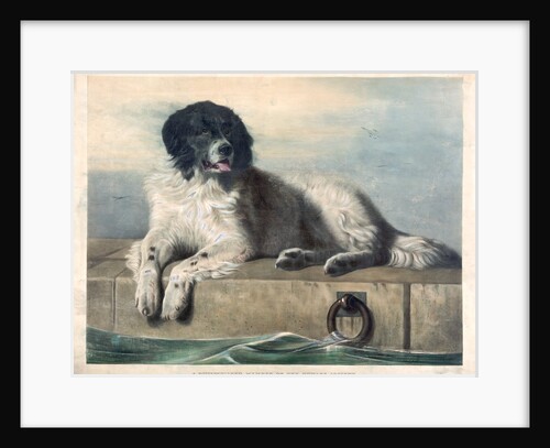 A Distinguished Member of the Humane Society by Edwin Henry Landseer