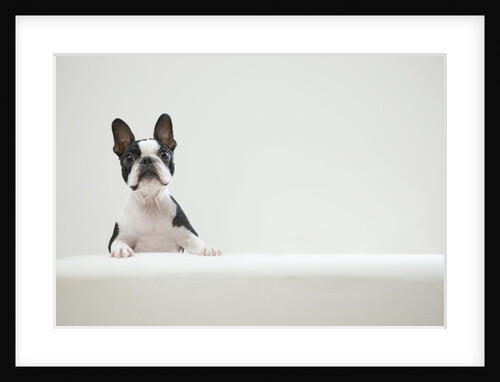 Dog on couch by Anonymous