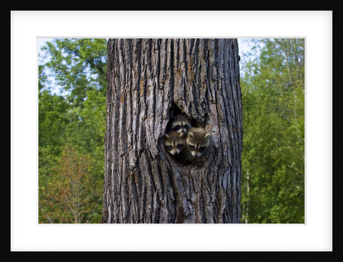 Three racoons in hollow of tree by Anonymous