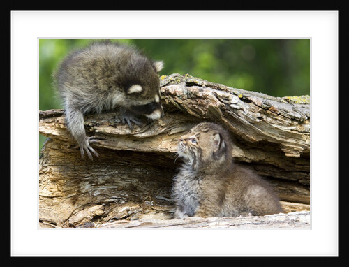 Raccoon looking at bobcat cub in rotted log by Anonymous