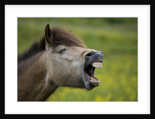 Horse with Mouth Open by Anonymous