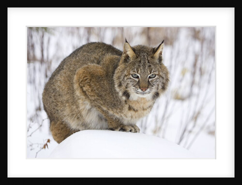 Bobcat in Snow by Anonymous