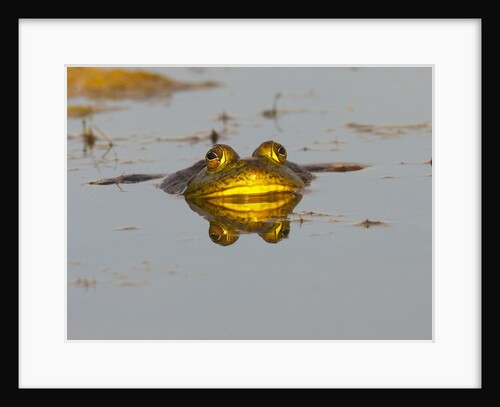 Bullfrog in pond in golden evening light by Anonymous