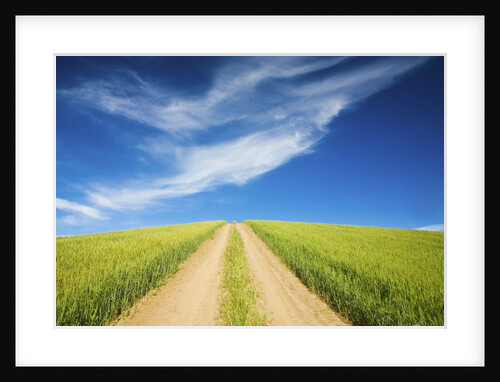 Country Back Road Through Spring Wheat Fields by Anonymous