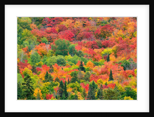 Forest on hill with autumn colors by Anonymous