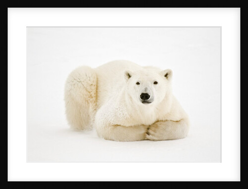 Polar Bear on ice in Hudson Bay by Anonymous