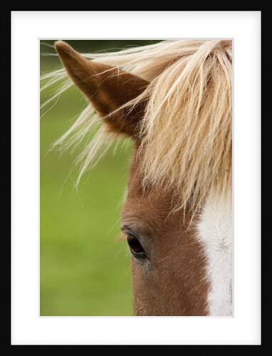 Icelandic horse by Anonymous