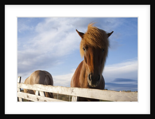 Icelandic Horses by Anonymous