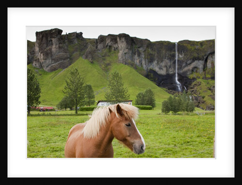 Icelandic horse near waterfall by Anonymous