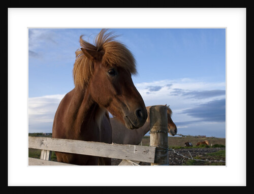 Icelandic Horses, Gullfoss by Anonymous
