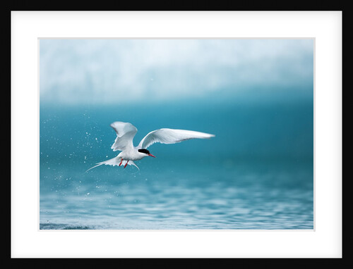 Arctic Tern fishing in Jokulsarlon Lake by Anonymous
