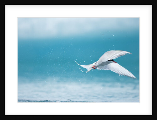 Arctic Tern fishing in Jokulsarlon Lake by Anonymous