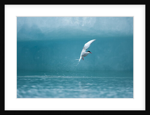 Arctic Tern fishing in Jokulsarlon Lake by Anonymous