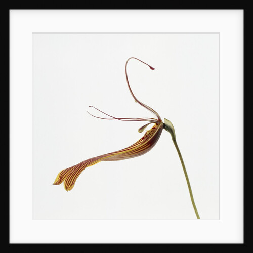 Striped orchid by Anonymous