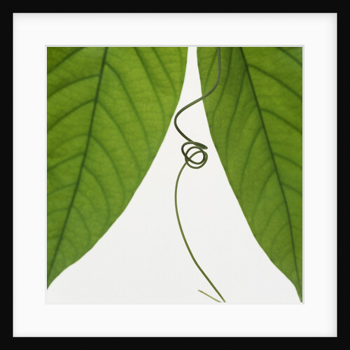 Curly vine and green leaves by Anonymous