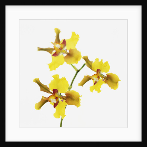 Yellow orchid by Anonymous
