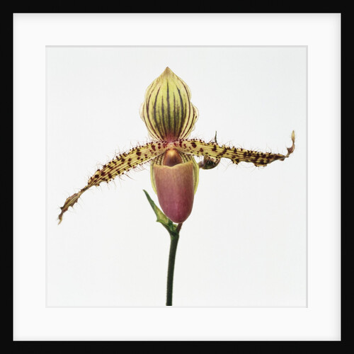 Colorful Orchid by Anonymous