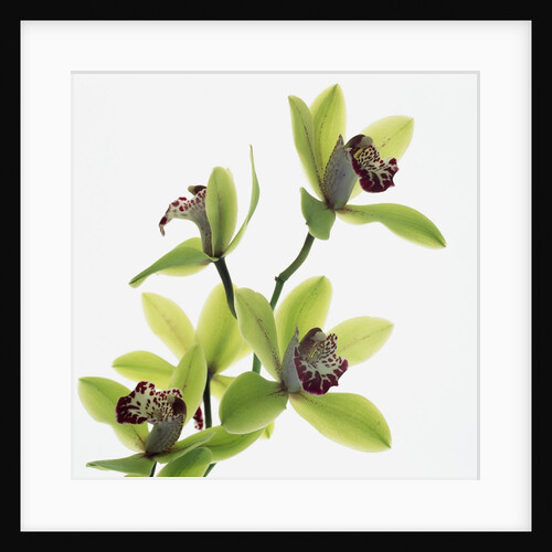 Green Orchid by Anonymous