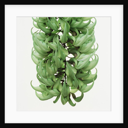 Flowers of a jade vine by Anonymous