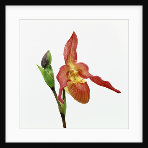 Red orchid by Anonymous