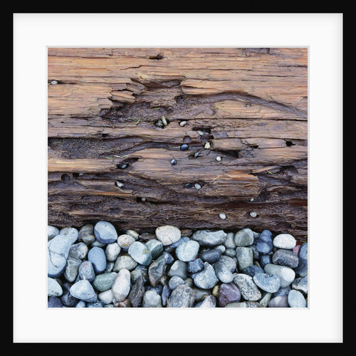 Pebbles in front of Tree Trunk by Anonymous