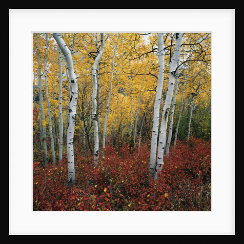 Aspen in autumn at Uinta National Forest by Anonymous