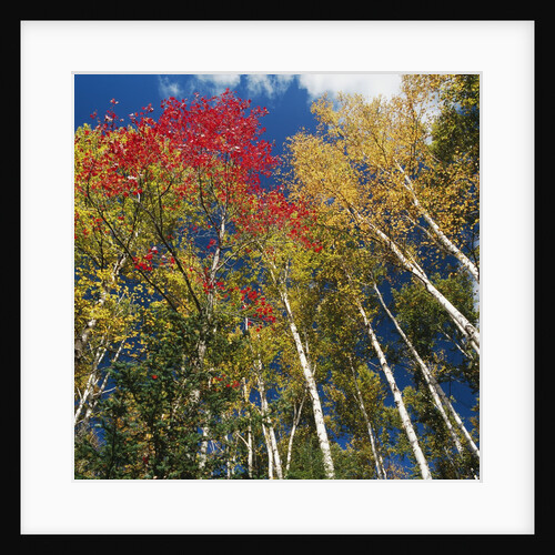 Colorful trees in autumn at Acadia National Park by Anonymous