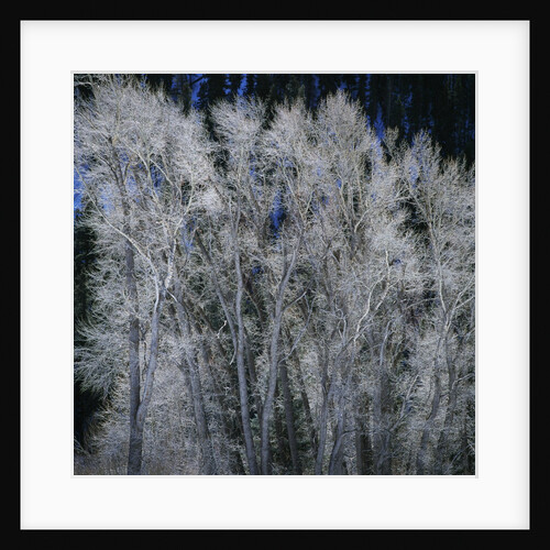 Cottonwood trees in winter by Anonymous