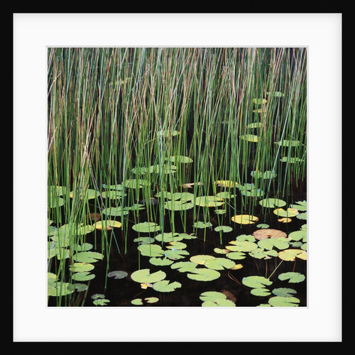 Reed and Water Lillies in Pond, Arcadia National Park, Maine by Anonymous