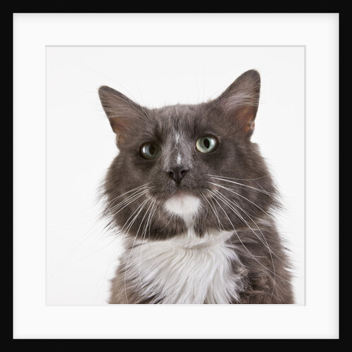 Gray short-haired cat by Anonymous