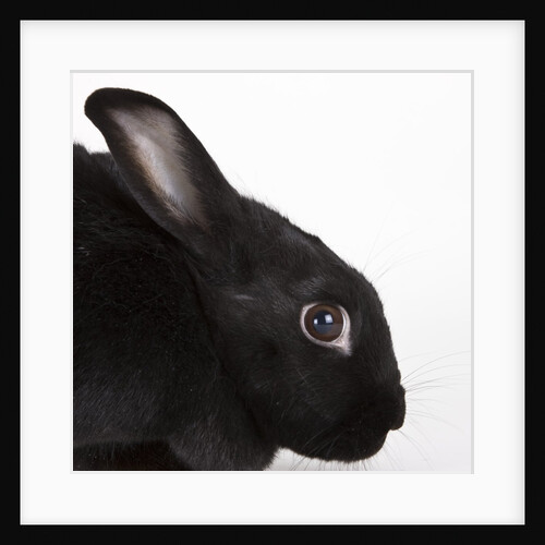 Black rabbit by Anonymous