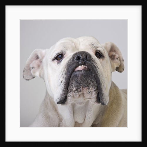 Bulldog by Anonymous