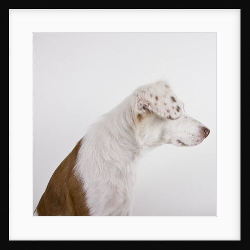 Dog with ears over eyes by Anonymous