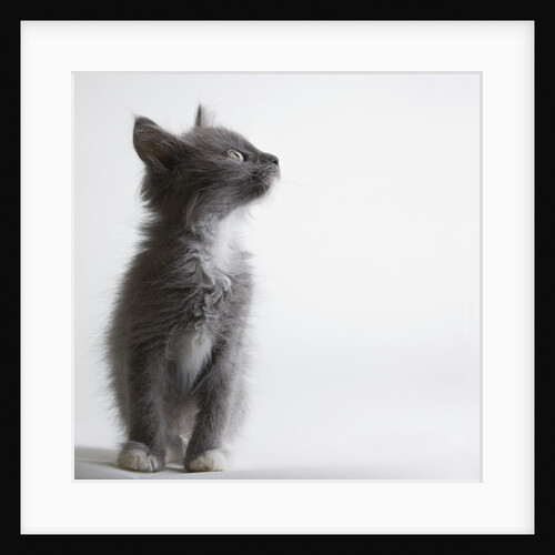 Gray kitten by Anonymous