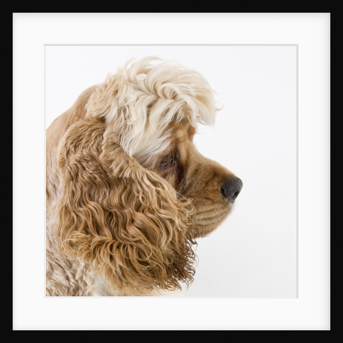 Cocker spaniel by Anonymous