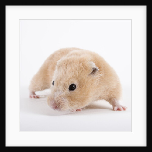 Hamster by Anonymous