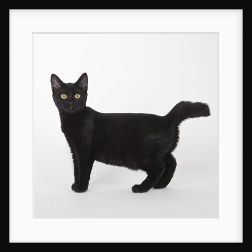 Black cat by Anonymous