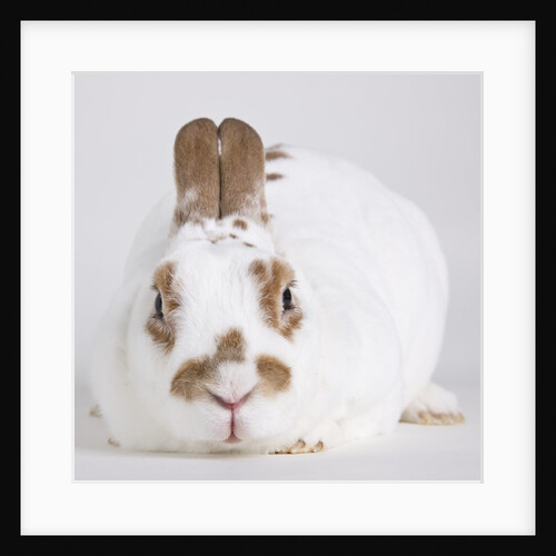 White and tan rabbit by Anonymous