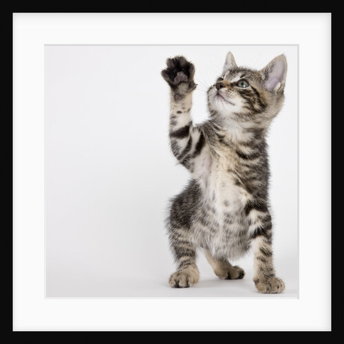 Kitten pawing at air by Anonymous